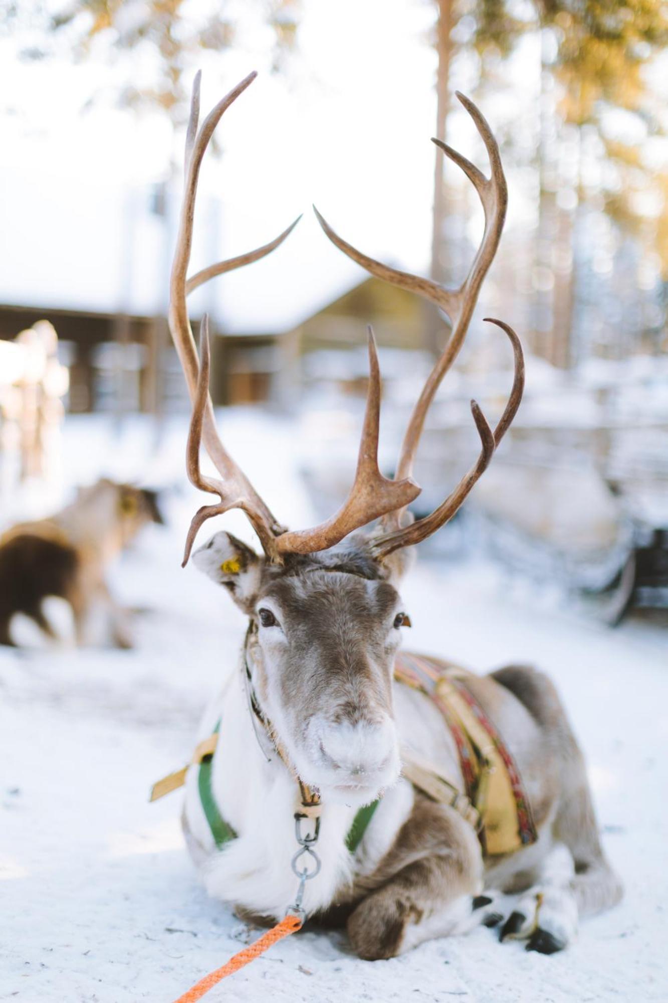 Reindeer Manor Levi Hotell Eksteriør bilde